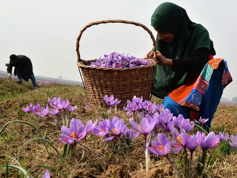 Saffron crocus flowers and hand-harvested threads